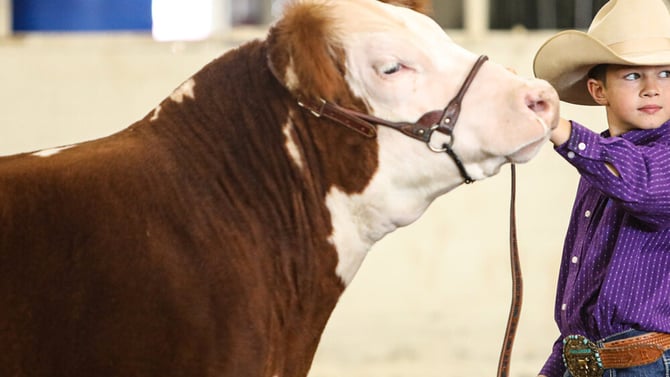 Livestock Expo